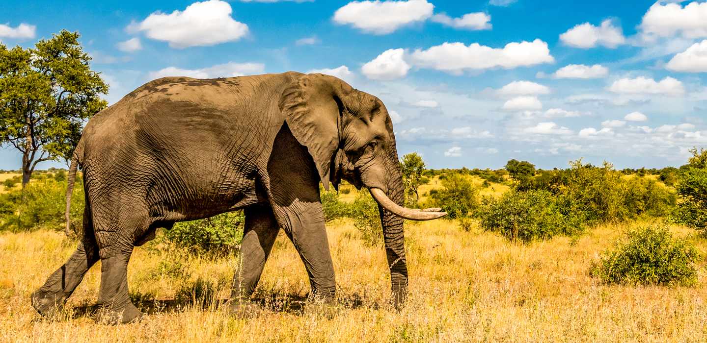 Parque Nacional Kruger Actividades Para Toda La Familia: Lo MEJOR De ...