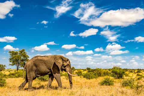 De BESTE Wandel- & Trektochten In Nationaal Park Kruger Van 2024 ...