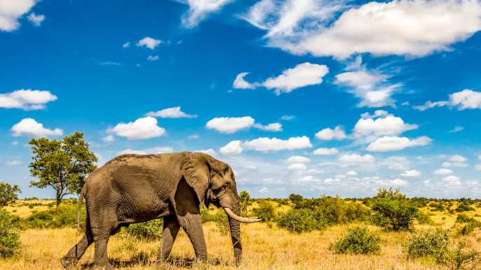 How to Plan a Self-Drive Safari in Kruger National Park - Anna Everywhere