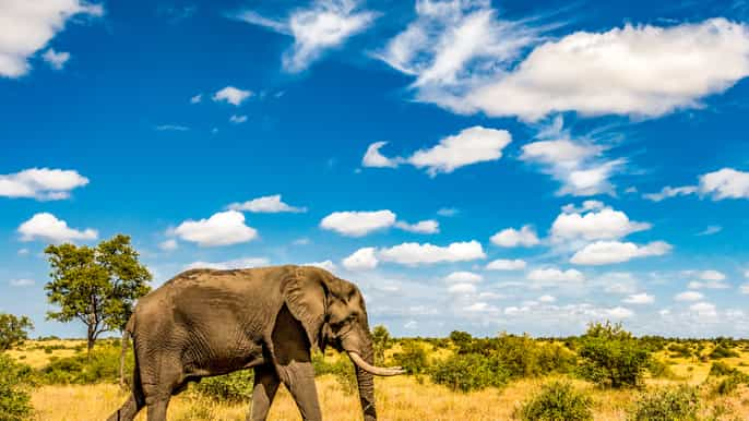 A Big 5 Safari In Kruger National Park - A Dangerous Business | Entrepo