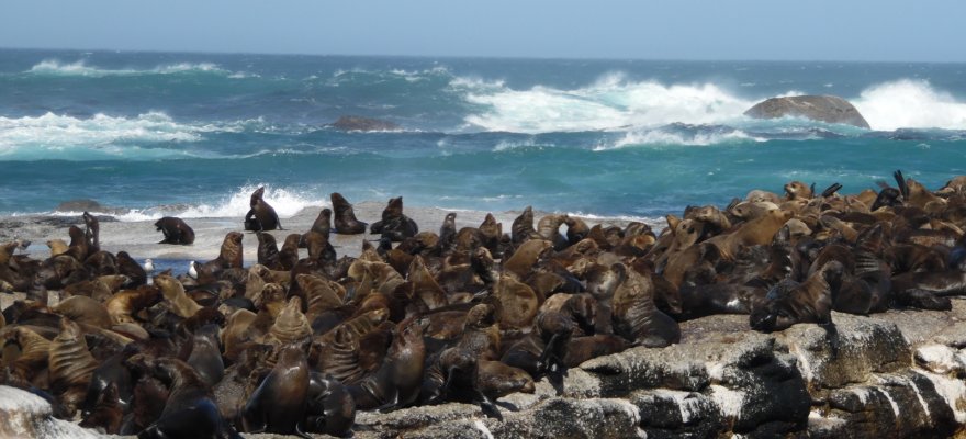 Île aux phoques, Afrique du Sud
