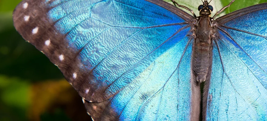 Key West Butterfly & Nature Conservatory