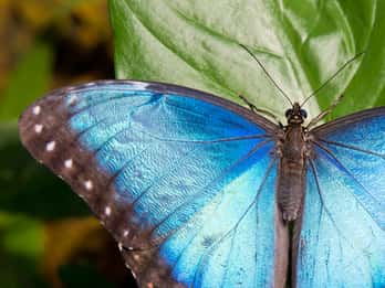Tour e Biglietti per la Key West Butterfly & Nature Conservatory