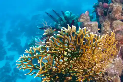 1. Coral World Ocean Park