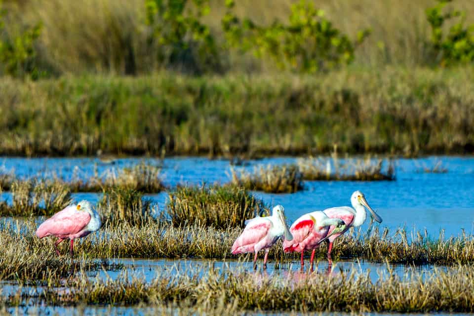 The BEST Merritt Island Tours and Things to Do in 2022 - FREE