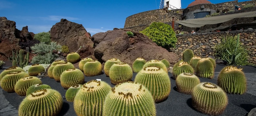 Jardín de Cactus