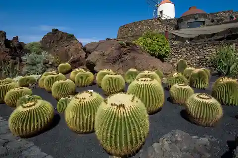 8. Jardín de Cactus