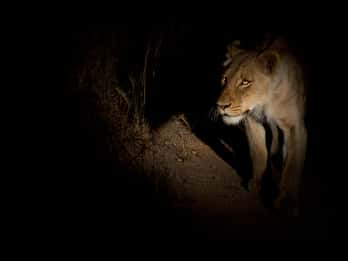 Night Safari, Singapore