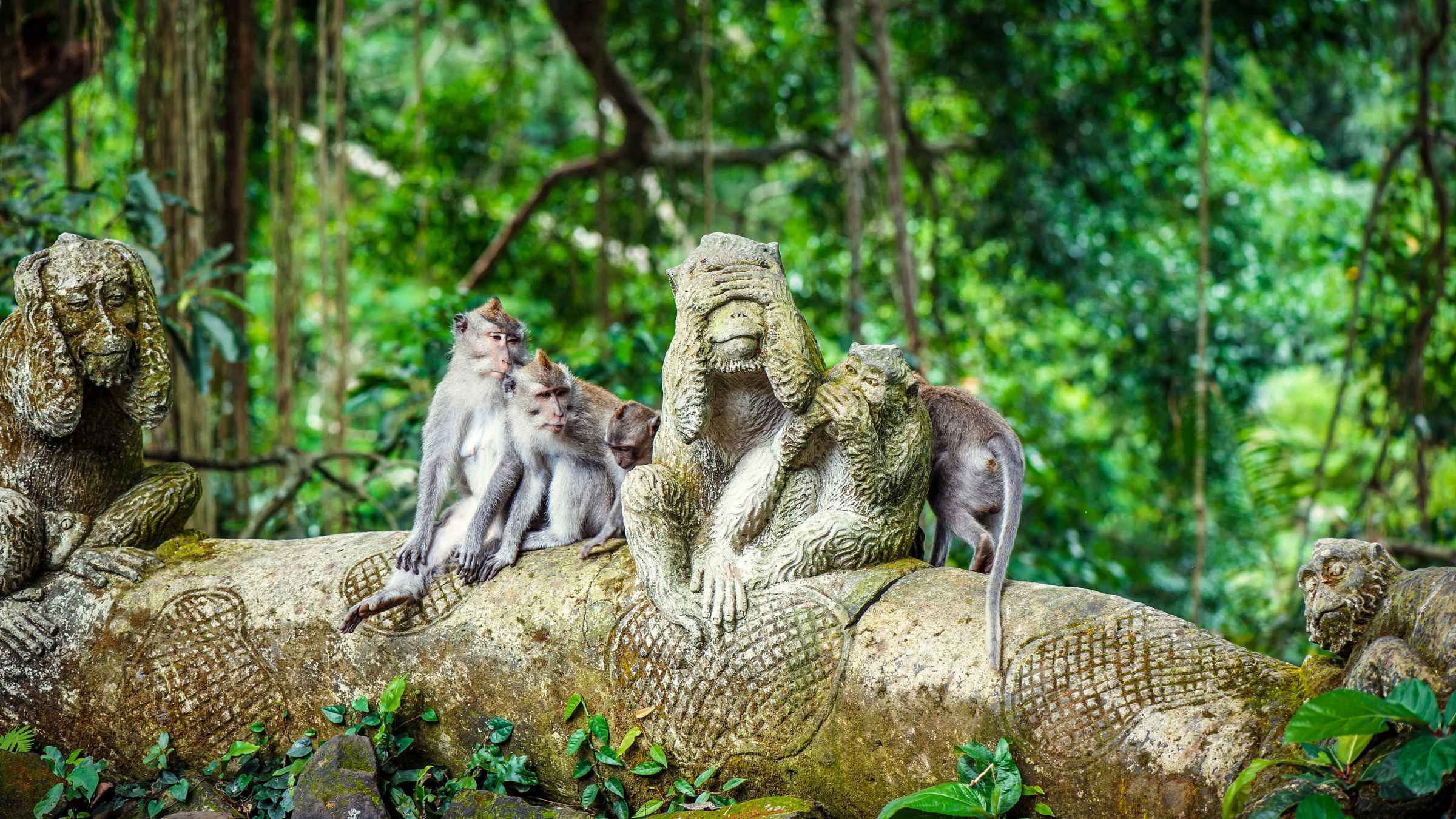 Affenwald von Ubud, Ubud - Tickets & Eintrittskarten | GetYourGuide