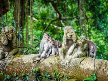 Rondleidingen & Tickets voor Apenbos van Ubud