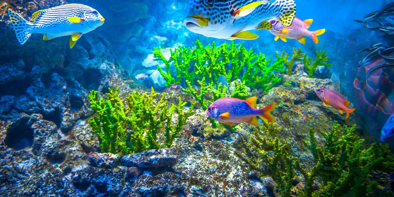 de-beste-theater-in-s-e-a-aquarium-van-2023-gratis-annuleren