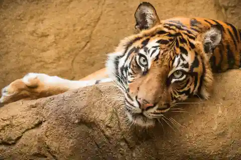 8. Auckland Zoo