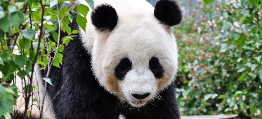 Adelaide Zoo