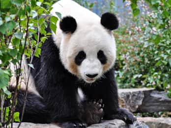 Adelaide Zoo Matkat ja Liput