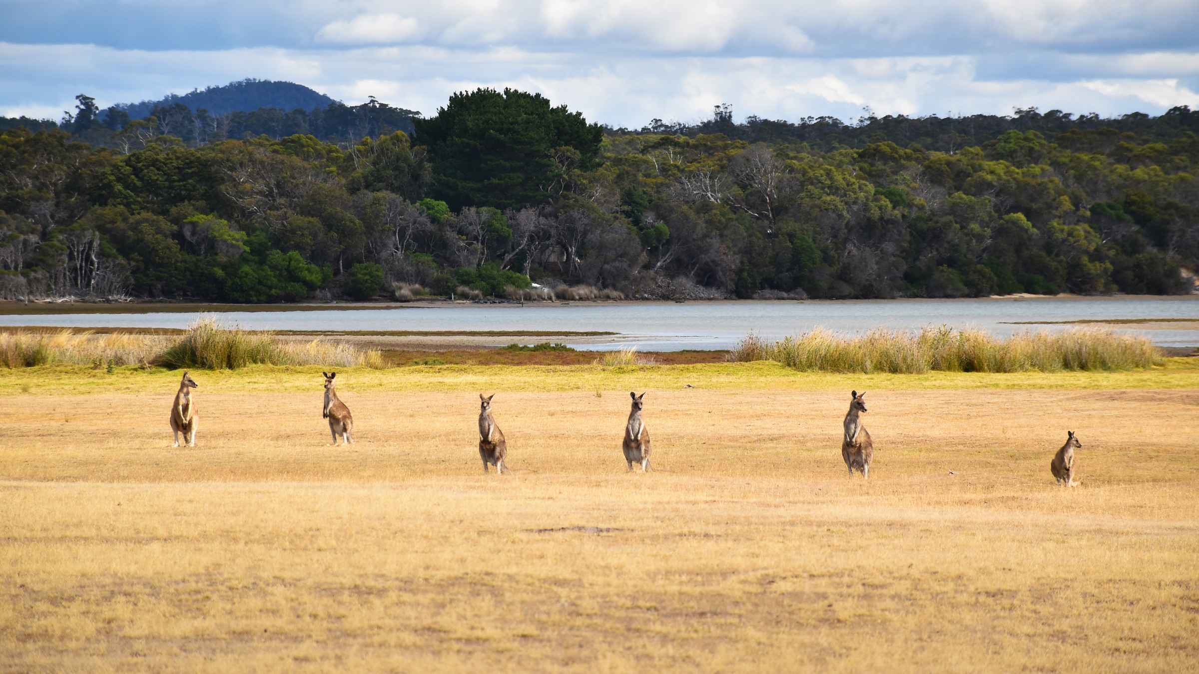 tours tasmania 2022