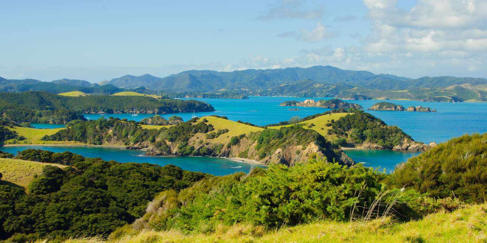 The BEST North Island Bus & minivan tours 2023 - FREE Cancellation ...