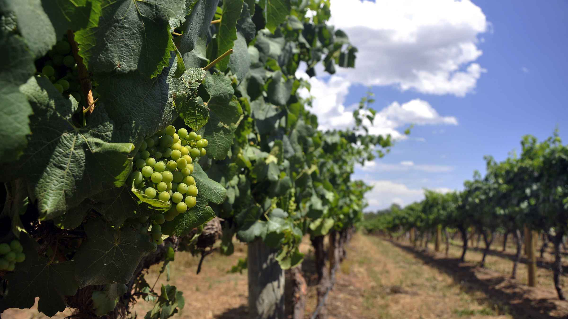 Swan Valley, Western Australia Book Tickets & Tours GetYourGuide