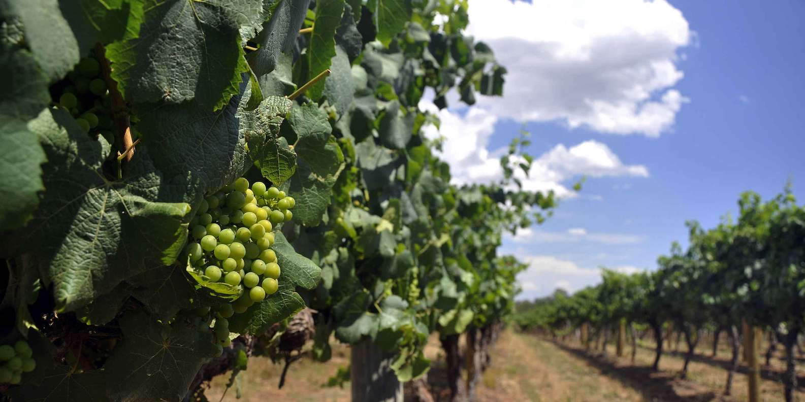 The BEST Swan Valley Wine tasting winery tours 2025 FREE