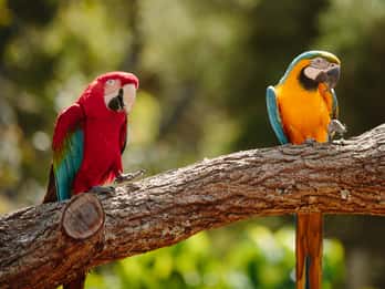 Passeios e Ingressos para a Santuário de Vida Selvagem de Currumbin