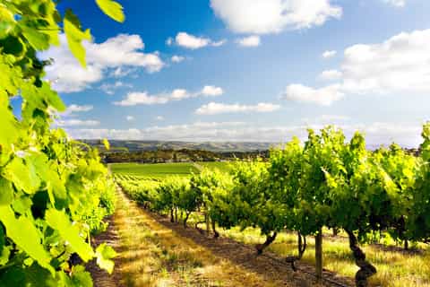 d'Arenberg Winery d'Arenberg Winery