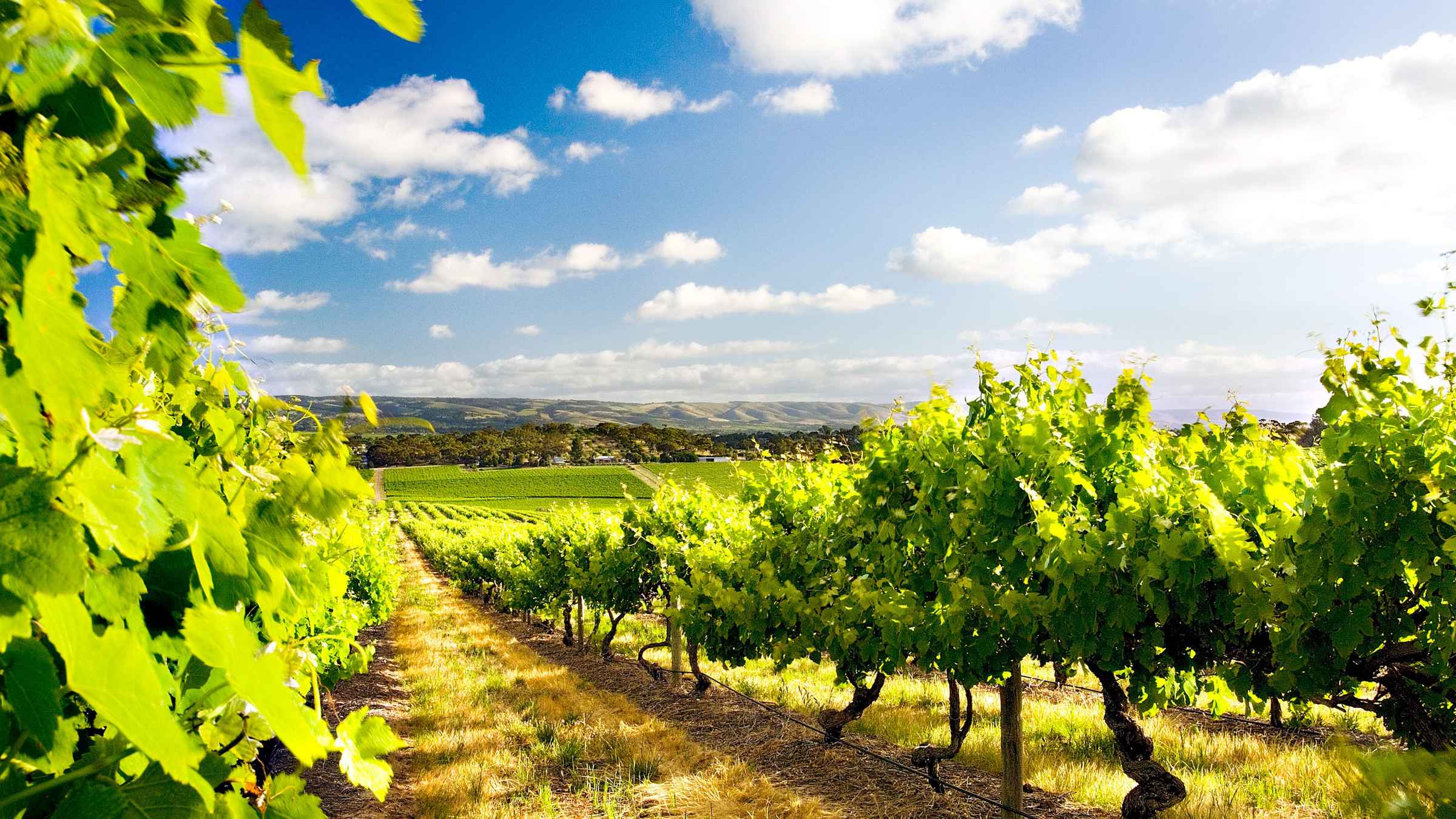 d'Arenberg Winery, McLaren Vale - Book Tickets & Tours | GetYourGuide