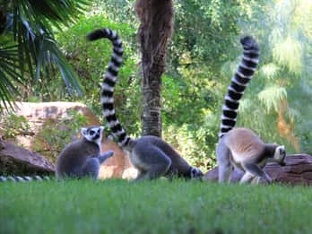 Wycieczki i Bilety do Bioparc Fuengirola