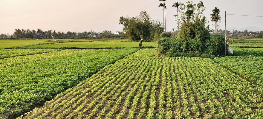 Tra Que Vegetable Village