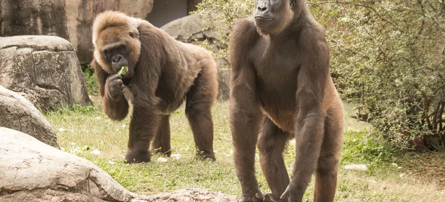 Audubon Zoo