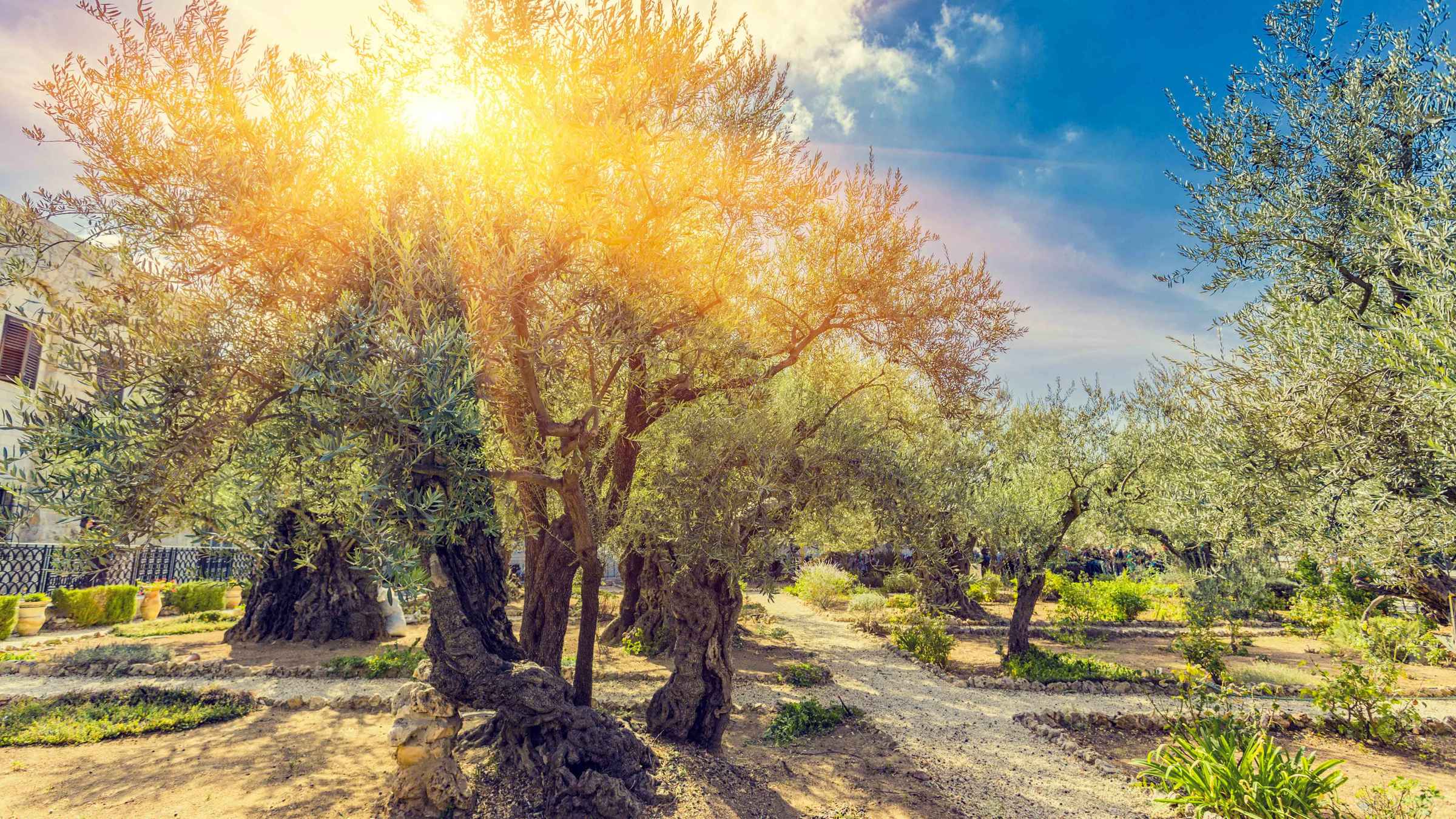 Garden Of Gethsemane Jerusalem Book Tickets Tours GetYourGuide Garden Of Gethsemane Jerusalem Book Tickets Tours GetYourGuide