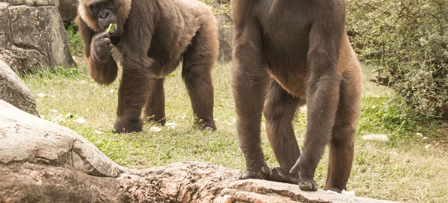Audubon Zoo