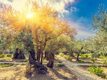 Garden of Gethsemane Tours & Tickets