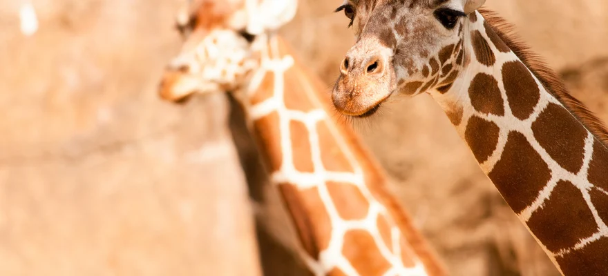 Philadelphia Zoo