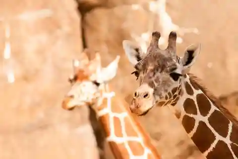 8. Zoo de Filadelfia