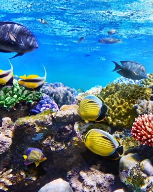 UnderWater World Sea Life Aquarium