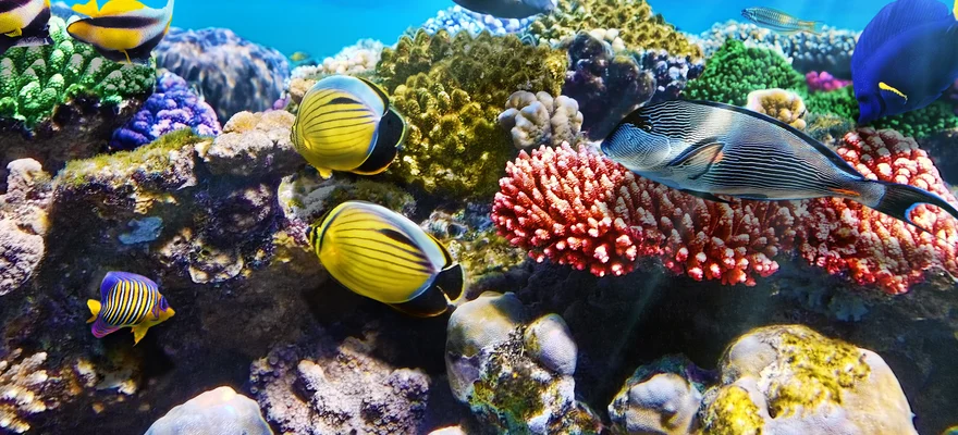 Sea Life Sunshine Coast