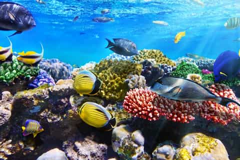 Sea Life Sunshine Coast