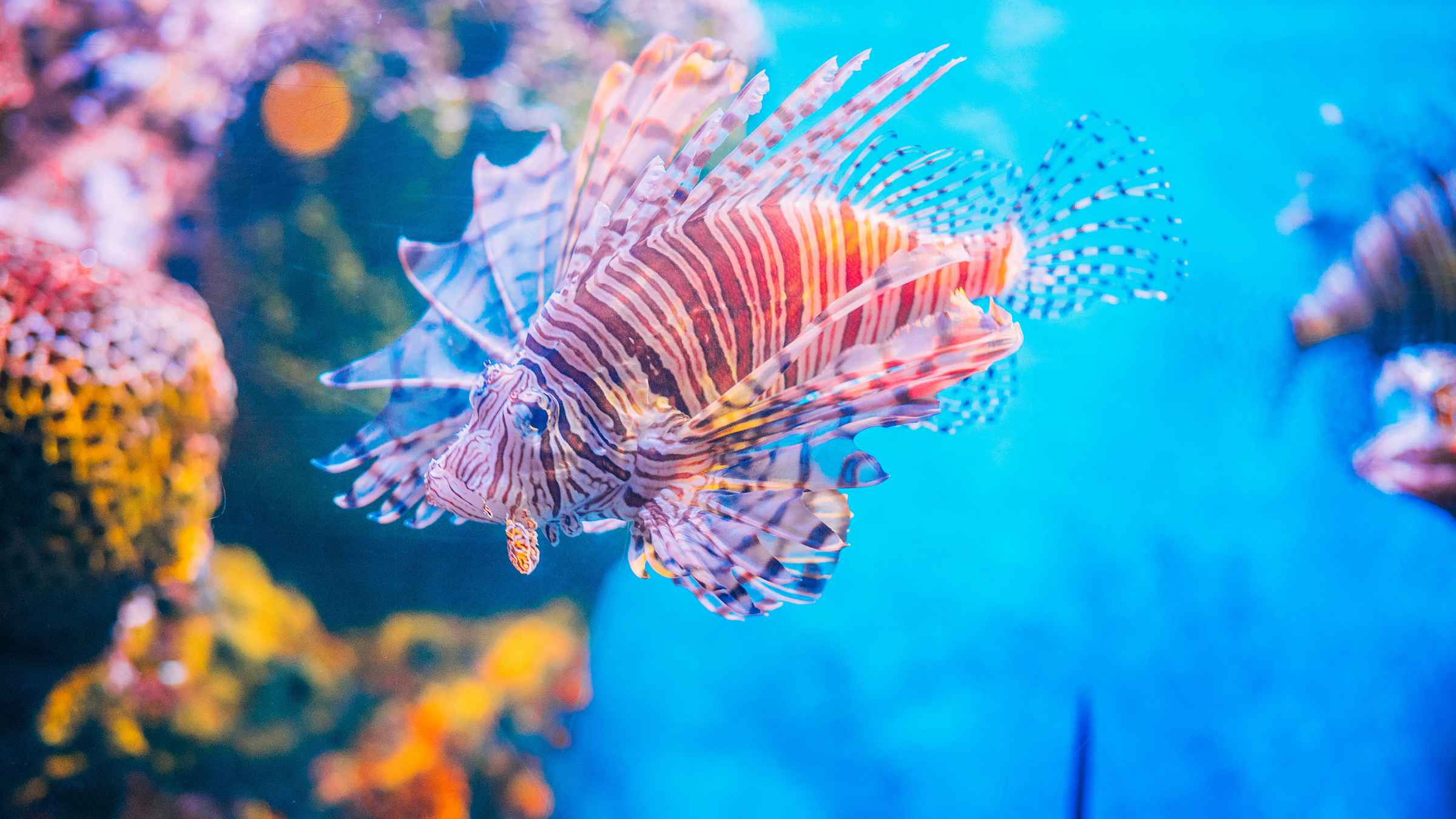 The BEST Sea Life Bangkok Ocean World Museum Tickets 2022 FREE