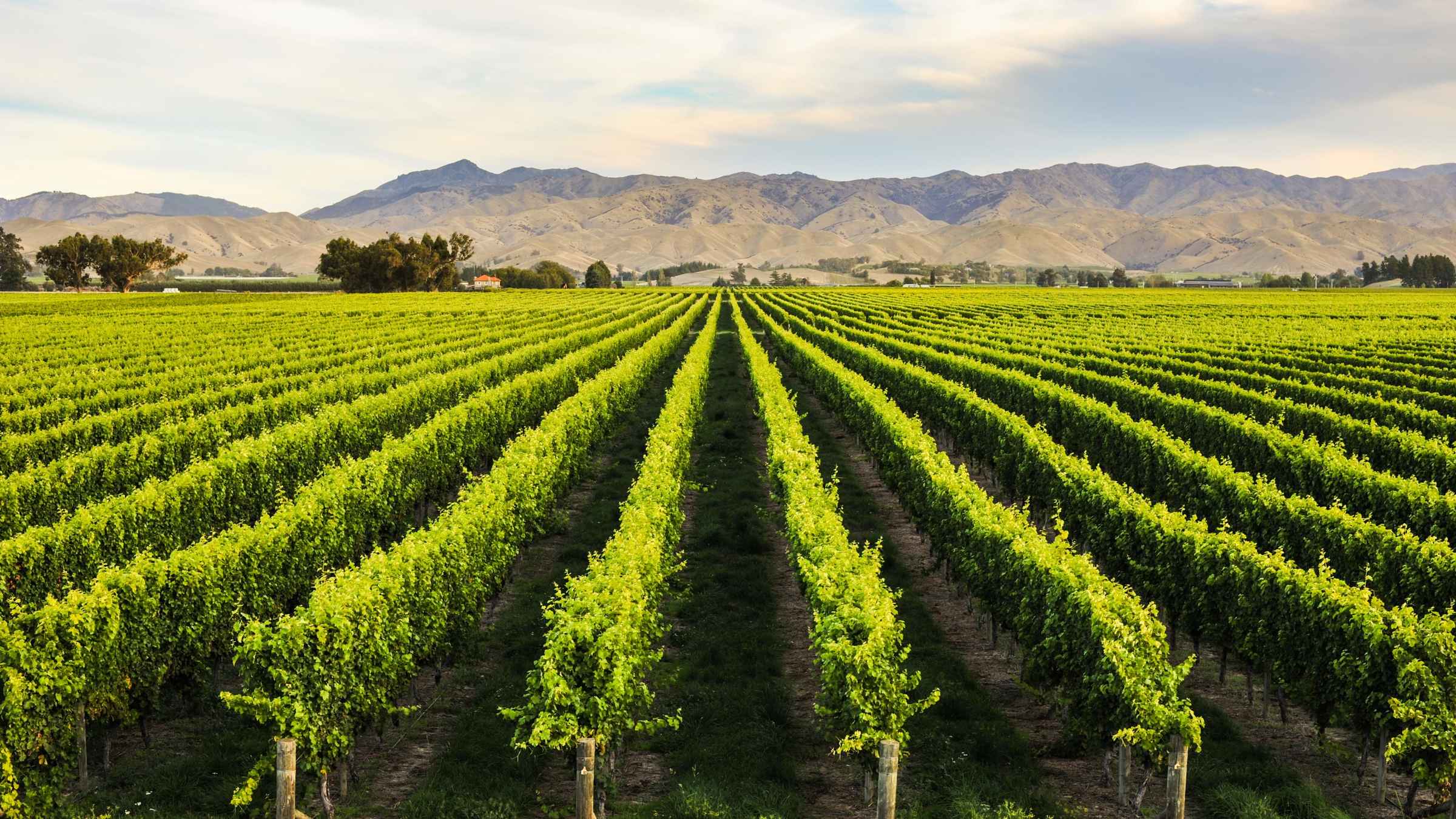 Cloudy Bay Vineyards, Blenheim - Book Tickets & Tours | GetYourGuide