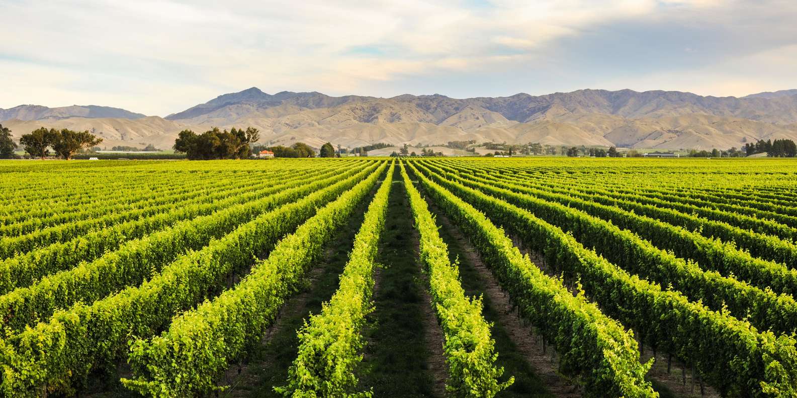 Cloudy Bay Vineyard Tour Marlborough  Activity in Marlborough, New Zealand