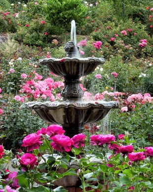 International Rose Test Garden