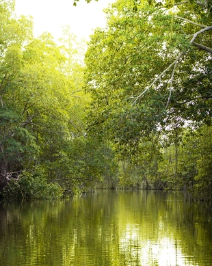 Black River, Negril