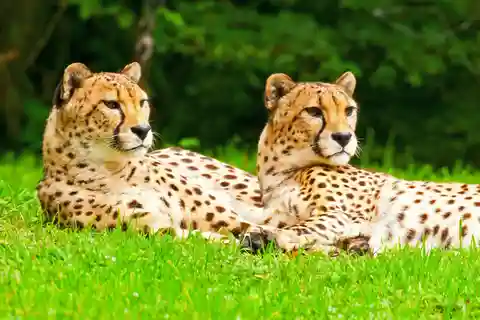 1. Chester Zoo