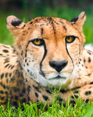 Ann van Dyk Cheetah Centre