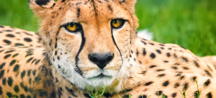 Ann van Dyk Cheetah Centre