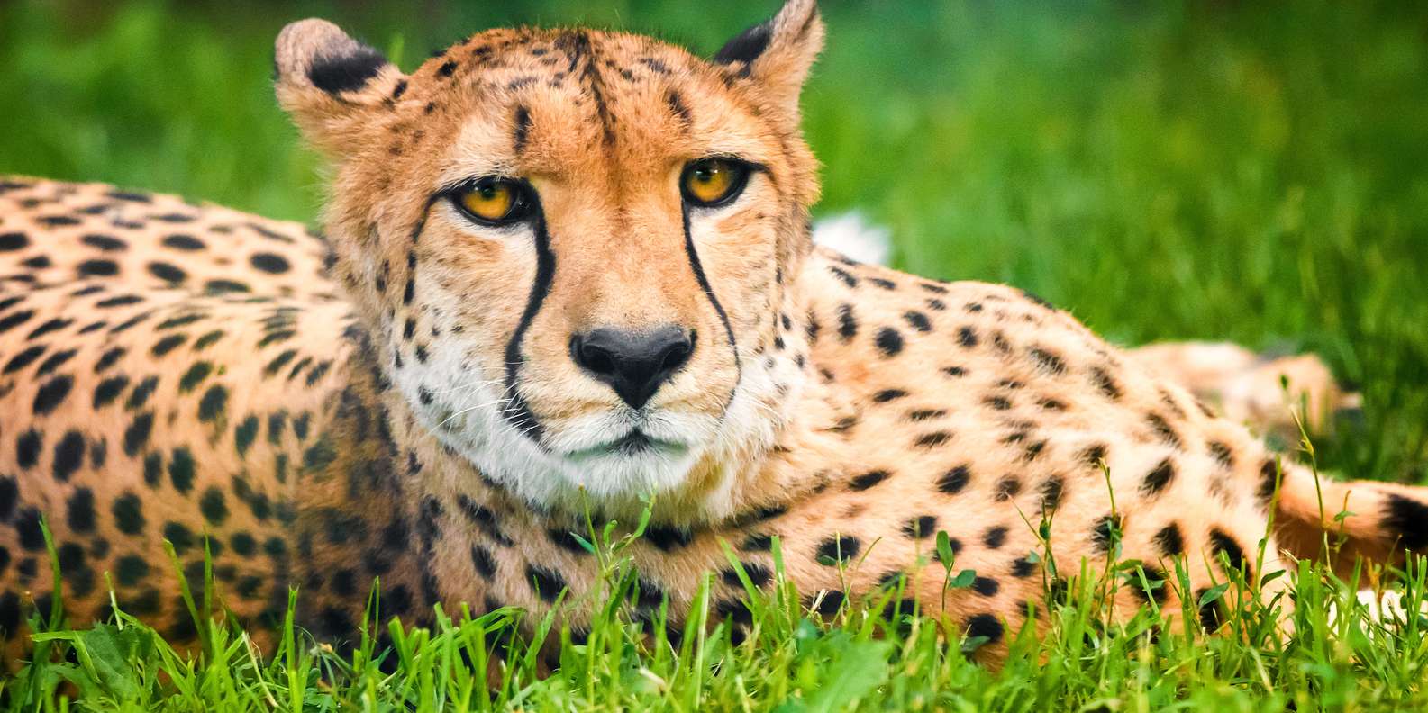 かわいいアフリカの動物たちテーブルに大集合！！ Extreme Condition] A herd of wildebeests strikes back at a