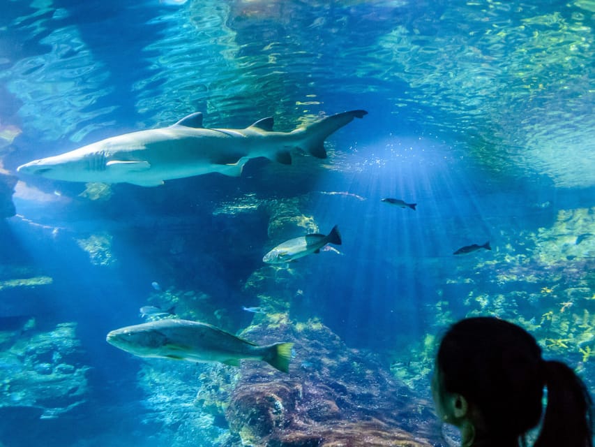 VIP Behind-the-Scenes Aquarium Access