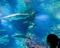 Aquarium van Barcelona in Barcelona