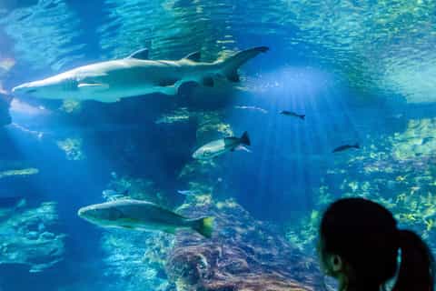 Shark Tunnel