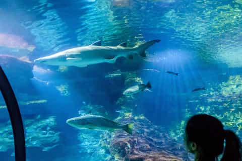 Tropical Coral Reef