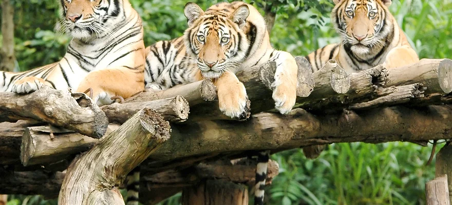 Chiang Mai Night Safari